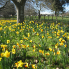 Daffodils in Payne Park-Cambridge Tree Trust